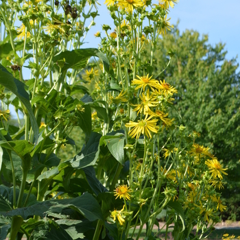 Silphium perfoliatum - Cup Plant