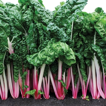 Swiss Chard 'Peppermint' - Swiss Chard