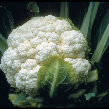 Candid Charm F1 - Cauliflower