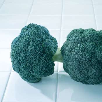 Brassica oleracea var. italica 'Destiny' - Broccoli