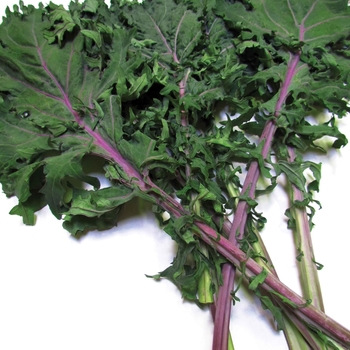 Kale 'Red Russian' - Kale