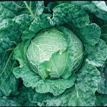 Brassica oler4acea var. capitat 'Savoy King' - Cabbage