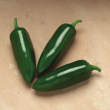 Capsicum annuum 'Jalapeno Jalafuego' - Pepper, Hot