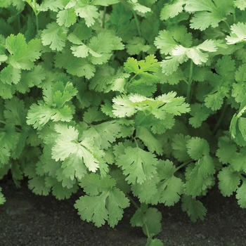 Coriandrum sativum 'Santo' - Cilantro