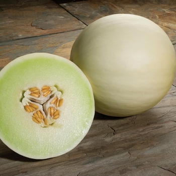 Cucumis melo 'Snow Mass' - Melon, Honeydew 