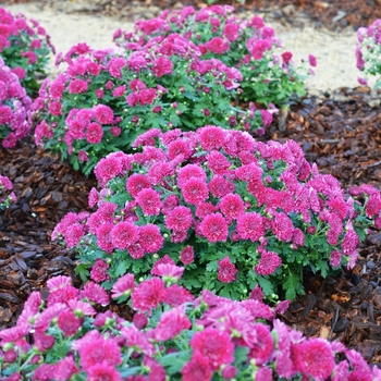 Chrysanthemum 'Adiva Purple' - Belgian® 'Adiva Purple'