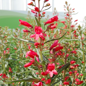 Penstemon 'Red Riding Hood' - Beardtongue