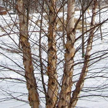 Betula nigra - Heritage®