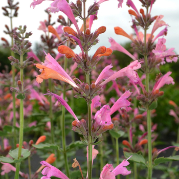 Agastache 'Kudos™ Ambrosia' - Agastache