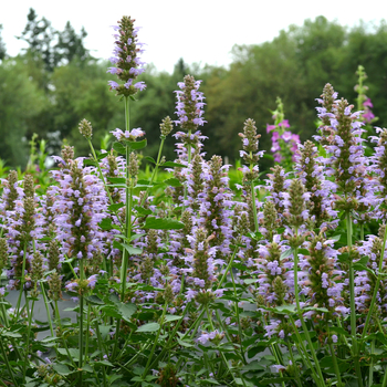 Agastache hybrid 'Silver Blue' - Agastache