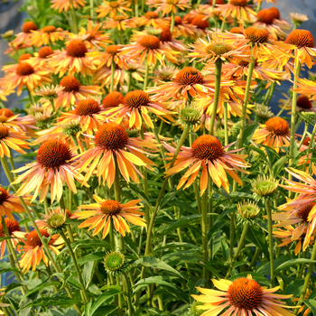 Echinacea 'Big Kahuna' - Coneflower