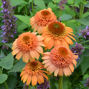 Echinacea 'Supreme™ Cantaloupe' - Coneflower