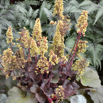 Heuchera hybrid Little Cutie™ Blondie - Coral Bells