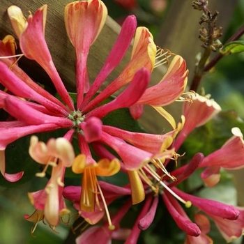 Lonicera x heckrottii 'Goldflame' - Honeysuckle Vine