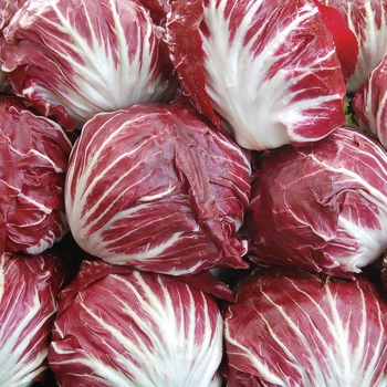 Cichorium intybus - Radicchio