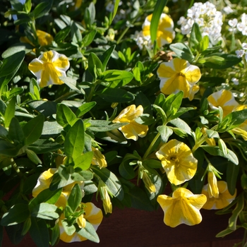 Calibrachoa hybrid - Superbells® Lemon Slice