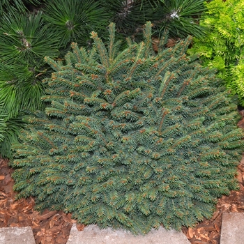 Picea abies 'Elegans' - 'Elegans' Dwarf Norway Spruce