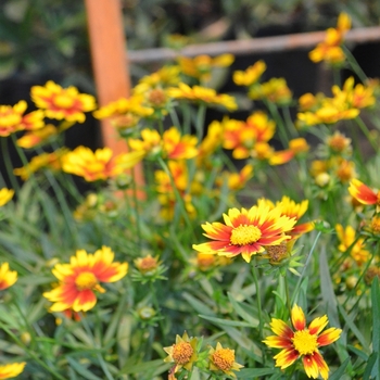 Coreopsis Li'l Bang™ 'Daybreak' - Tickseed