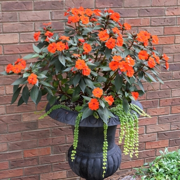 Impatiens 'SunPatiens® Electric Orange' - Impatiens