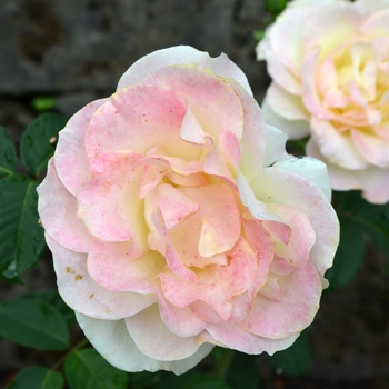 Rosa'AROyqueli' - Gold Medal ®