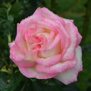 Hybrid Tea Rose - Princess de Monaco