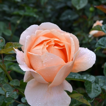 Rosa hybrid - Abbaye de Cluny™