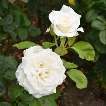 Rosa 'Witharoma' PP21373 - Secrets Out!™ Rose