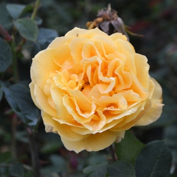 Rosa grandiflora 'Ch-Ching' - Ch-Ching Rose