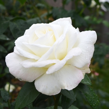 Rosa 'WEKmemolo' - Sugar Moon Rose