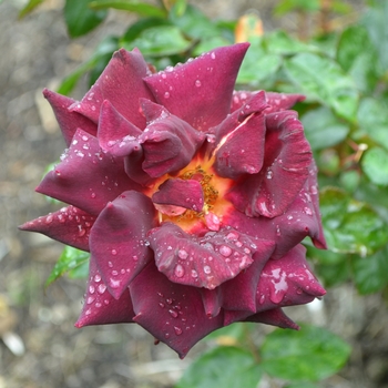 Rosa 'MEIrysset' PP21071 - Dark Night™ Rose