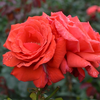 Rosa 'Fragrant Cloud' - Fragrant Cloud Rose