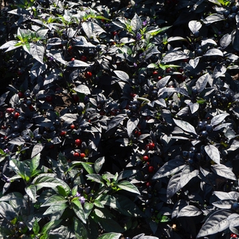 Capsicum annuum 'Black Pearl' (Pepper) - Black Pearl Pepper