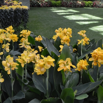 Canna 'Tropical™ Rose' - Canna