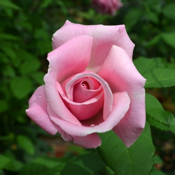 Rosa 'WEKblunez' - Memorial Day™ Rose