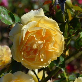 Rosa 'WEKvossutono' - Julia Child™ Rose