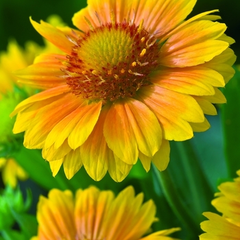 Gaillardia x 'Arizona Apricot' - Blanket Flower