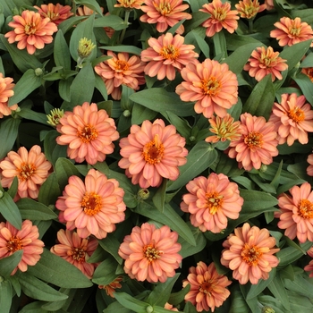 Zinnia hybrid 'Profusion Double Deep Salmon' - Zinnia