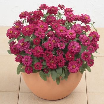 Zinnia hybrida 'Profusion Double Hot Cherry' - Zinnia