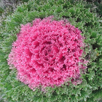 Brassica oleracea 'Glamour Red' - Flowering Kale