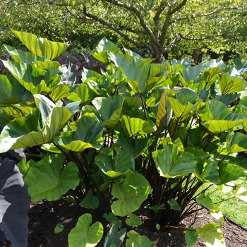 Colocasia esculenta 'Coffee Cups' - Colocasia (Elephant Ear)