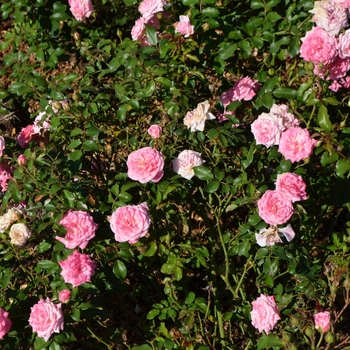 Rosa 'Meiswetdom' - Sweet Drift® Rose