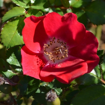 Rosa 'Meizmea' - Carefree Spirit™ Rose