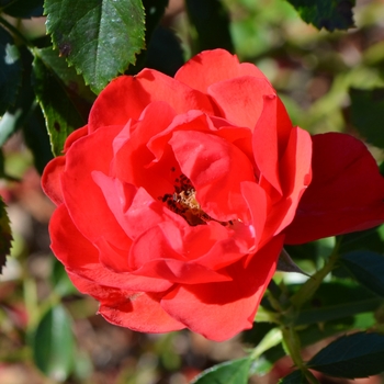 Rosa x 'NOA83100B' - Flower Carpet® Scarlet Rose