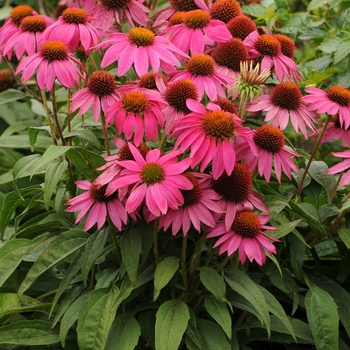 Echinacea purpurea 'PowWow Wild Berry' - Coneflower