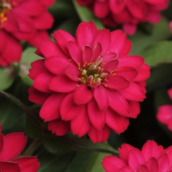 Zinnia marylandica Double Zahara™ Cherry - Zinnia