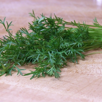 Coriandrum sativum 'Delfino' - Cilantro