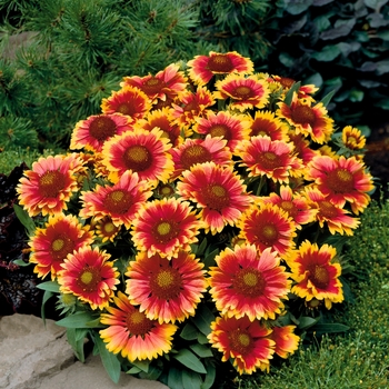 Gaillardia x 'Arizona Sun' - Blanket Flower