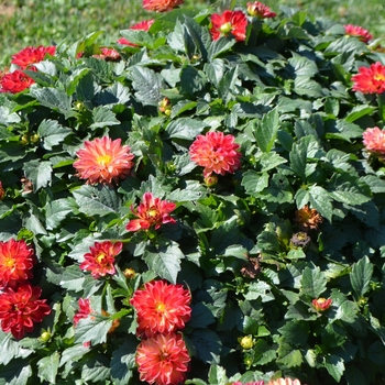 Dahlia - Hypnotica&reg; Tequila Sunrise