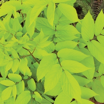 Aralia cordata 'Sun King' - Golden Japanese Spikenard