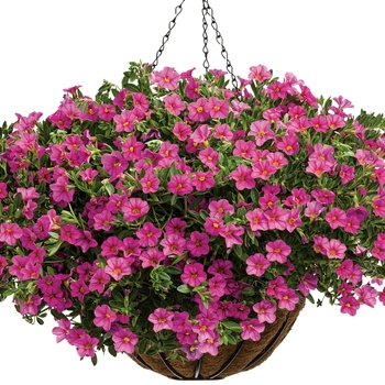 Calibrachoa 'Pink' (Calibrachoa) - Superbells® Pink